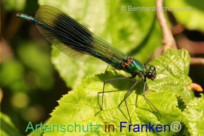 © Artenschutz in Franken® / Bernhard Schmalisch Bild zum Eintrag (1104290-160)