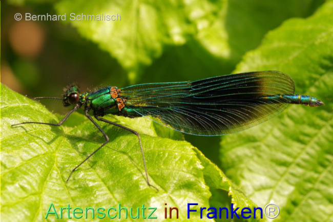 © Artenschutz in Franken® / Bernhard Schmalisch Bild zum Eintrag (1104292-160)