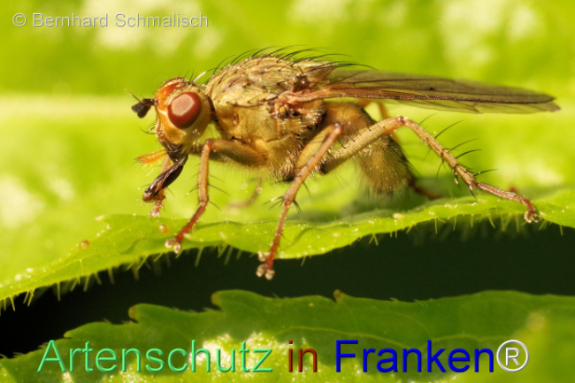 © Artenschutz in Franken® / Bernhard Schmalisch Bild zum Eintrag (1104307-160)