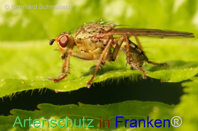 © Artenschutz in Franken® / Bernhard Schmalisch Bild zum Eintrag (1104308-160)