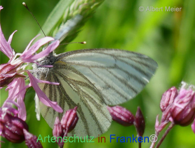 © Artenschutz in Franken® / Albert Meier Bild zum Eintrag (1104362-160)