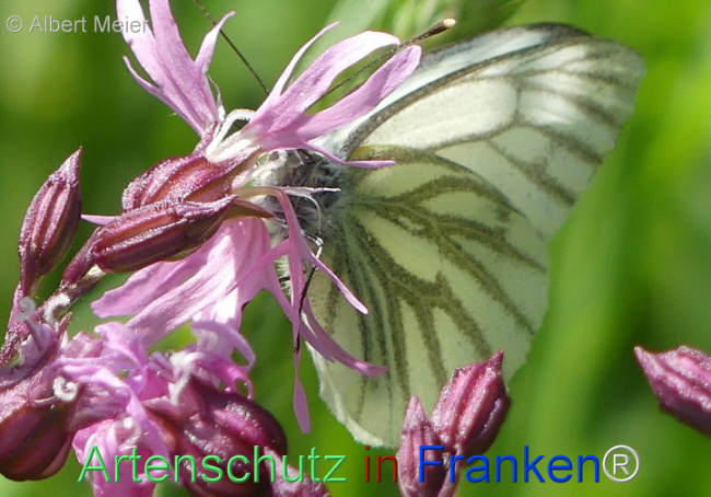 © Artenschutz in Franken® / Albert Meier Bild zum Eintrag (1104363-160)