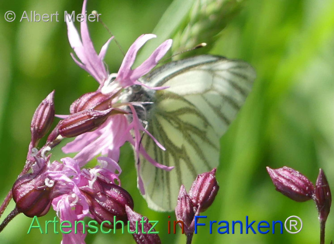 © Artenschutz in Franken® / Albert Meier Bild zum Eintrag (1104364-160)