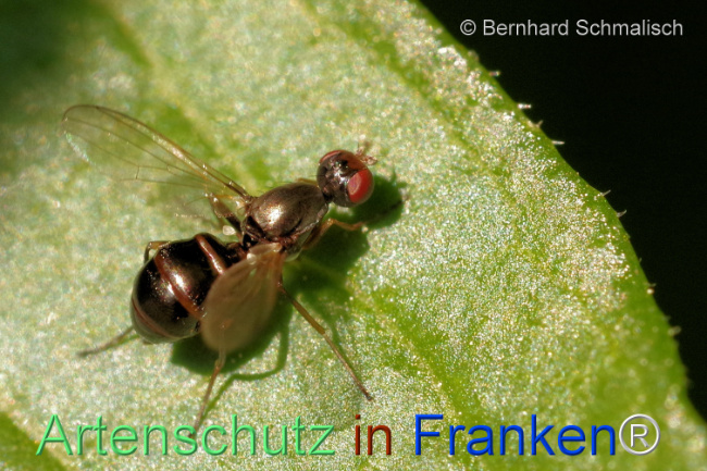 © Artenschutz in Franken® / Bernhard Schmalisch Bild zum Eintrag (1104371-160)
