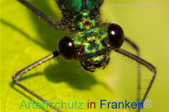 Bild zum Eintrag (1104379-160)