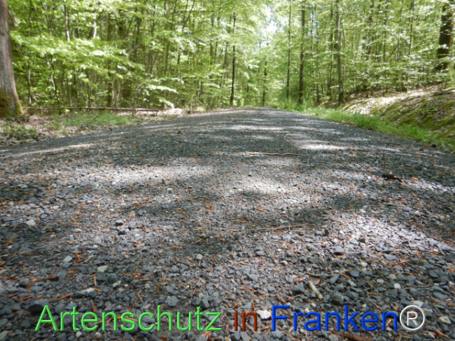 © Artenschutz in Franken® Bild zum Eintrag (1104459-160)