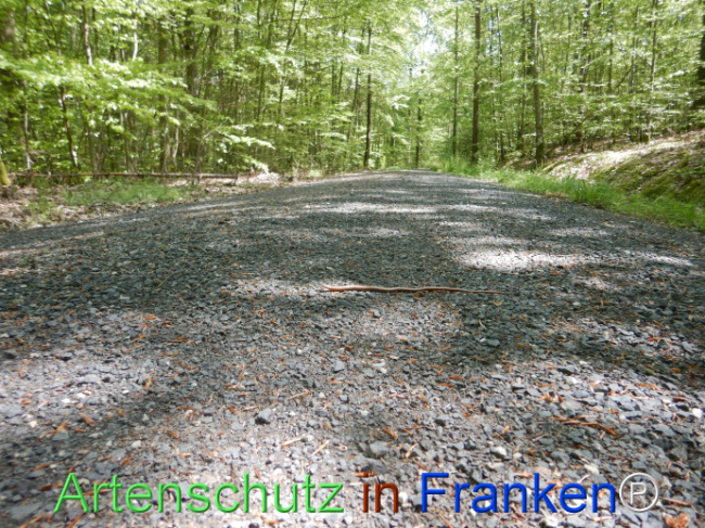 © Artenschutz in Franken® Bild zum Eintrag (1104460-160)
