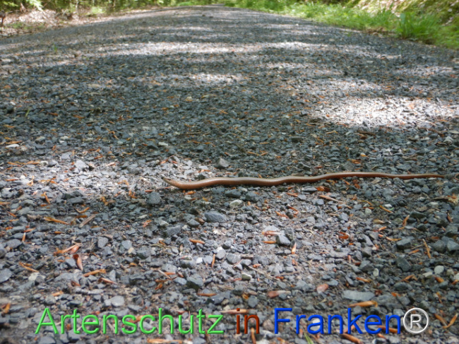 © Artenschutz in Franken® Bild zum Eintrag (1104463-160)