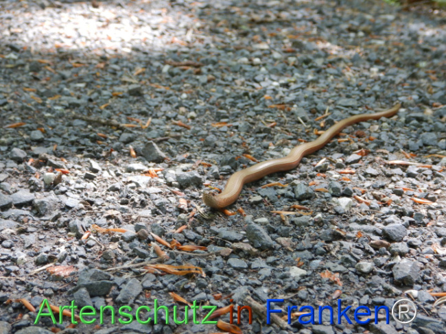 © Artenschutz in Franken® Bild zum Eintrag (1104464-160)