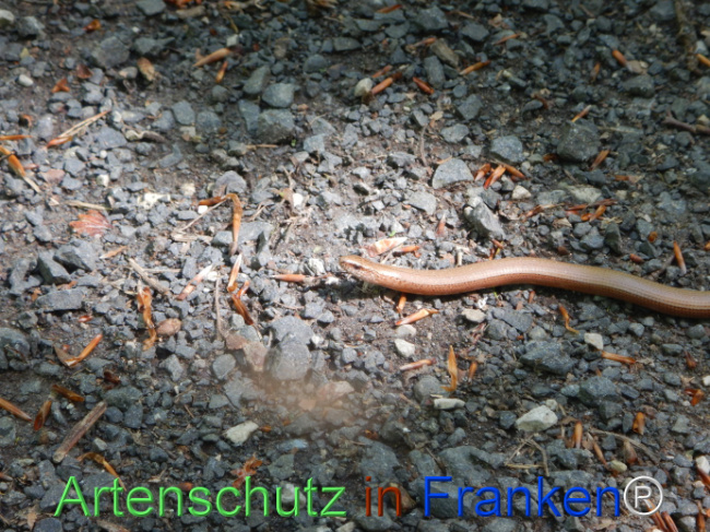 © Artenschutz in Franken® Bild zum Eintrag (1104469-160)