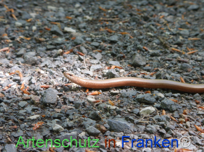 © Artenschutz in Franken® Bild zum Eintrag (1104470-160)