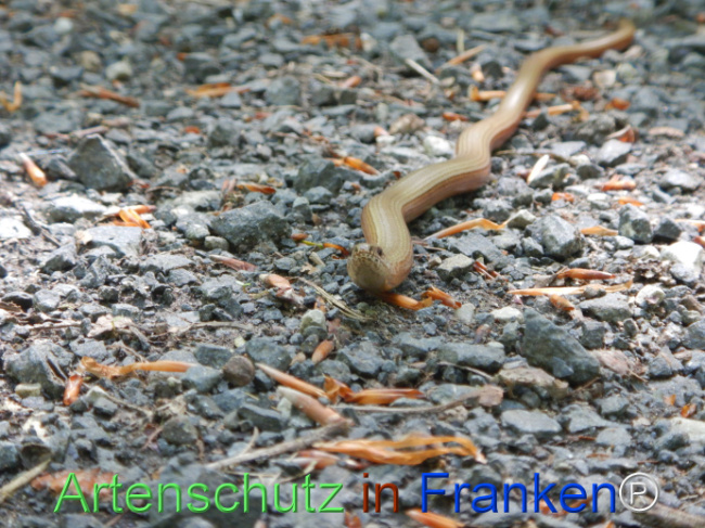 © Artenschutz in Franken® Bild zum Eintrag (1104471-160)