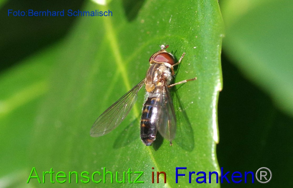 Copyright AiF / Bernhard Schmalisch Bild zum Eintrag (1104558-160)