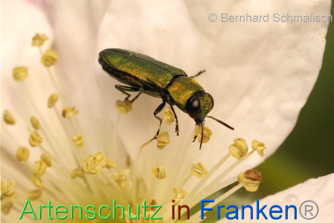 © Artenschutz in Franken® / Bernhard Schmalisch Bild zum Eintrag (1104675-160)