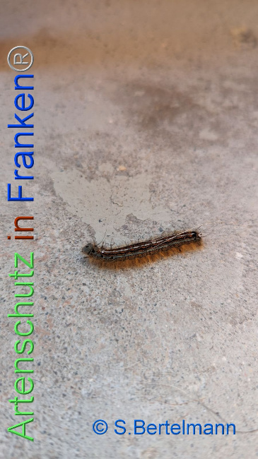 Bild zum Eintrag (1104780-160)