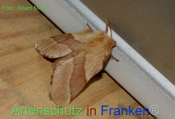 Copyright AiF - Albert Meier Bild zum Eintrag (1104783-160)