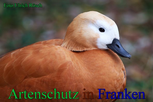 Copyright AiS- Ulrich Rösch Bild zum Eintrag (1104784-160)