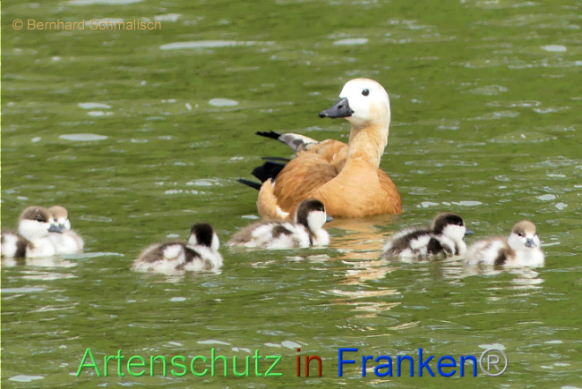 Bild zum Eintrag (1104791-160)