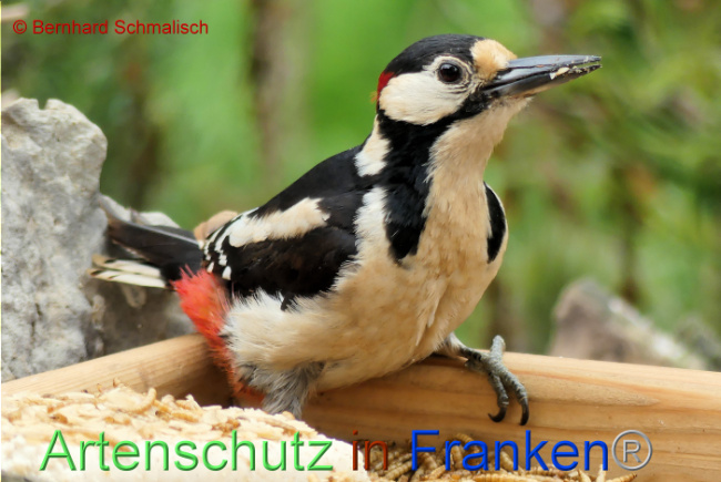 © Artenschutz in Franken® / Bernhard Schmalisch Bild zum Eintrag (1104794-160)