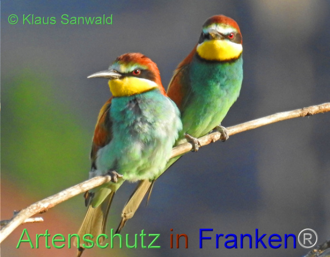 © Artenschutz in Franken® / Klaus Sanwald Bild zum Eintrag (1104816-160)