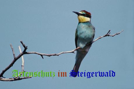 Copyright AiS / Hubert G. Schmid Bild zum Eintrag (1104818-160)