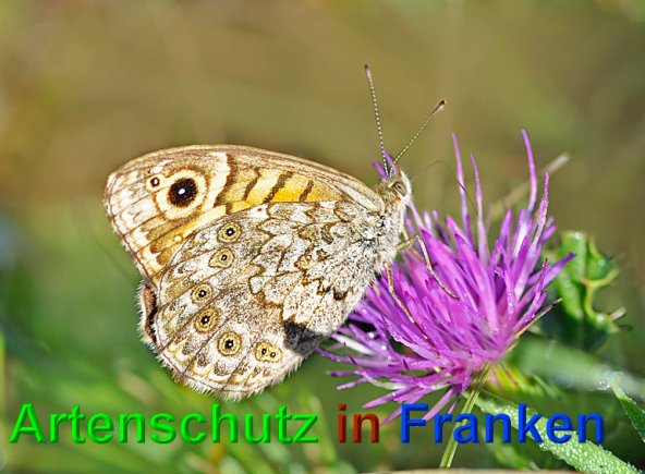Bild zum Eintrag (1104827-160)