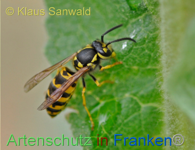 © Artenschutz in Franken® / Klaus Sanwald Bild zum Eintrag (1104859-160)