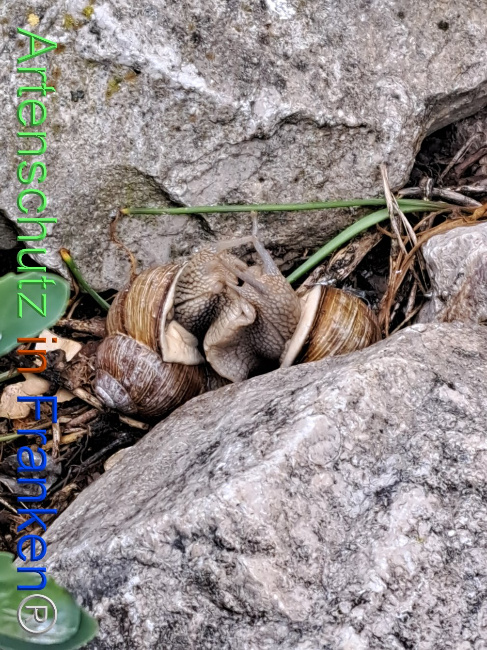 © Artenschutz in Franken® Bild zum Eintrag (1104906-160)