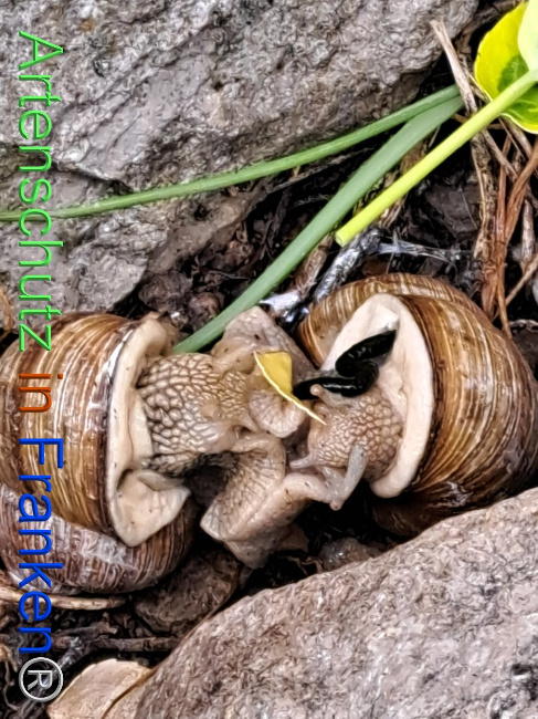 © Artenschutz in Franken® Bild zum Eintrag (1104907-160)