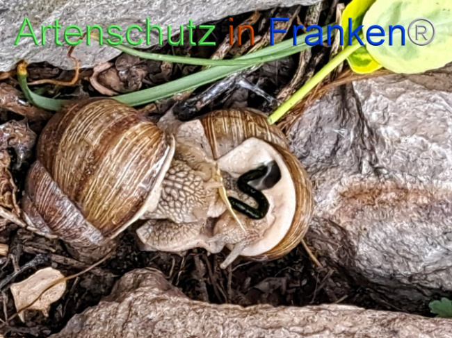 © Artenschutz in Franken® Bild zum Eintrag (1104908-160)