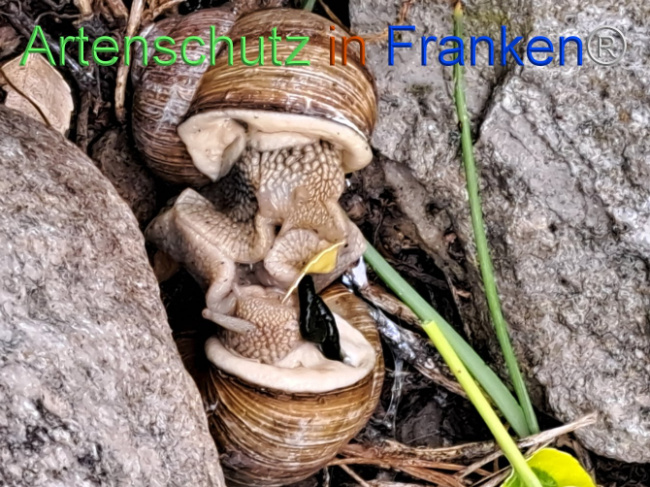 © Artenschutz in Franken® Bild zum Eintrag (1104909-160)