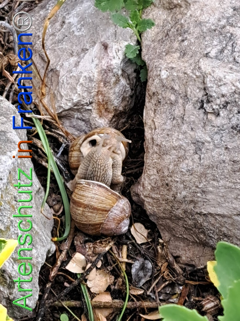 © Artenschutz in Franken® Bild zum Eintrag (1104910-160)