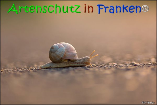 Bild zum Eintrag (1104915-160)