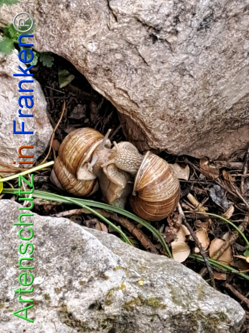 Bild zum Eintrag (1104932-160)