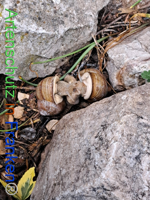 © Artenschutz in Franken® Bild zum Eintrag (1104940-160)