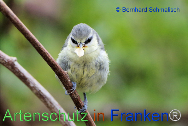 Bild zum Eintrag (1104947-160)