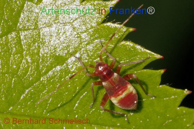 © Artenschutz in Franken® / Bernhard Schmalisch Bild zum Eintrag (1104952-160)