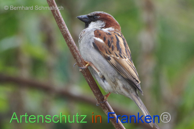 Bild zum Eintrag (1104954-160)