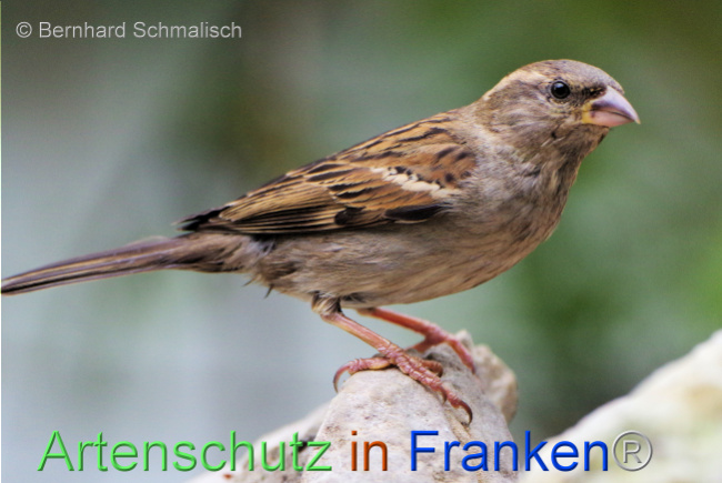 Bild zum Eintrag (1104956-160)