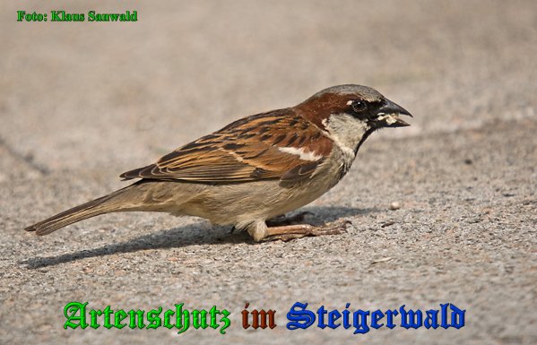 Copyright AiS-Klaus Sanwald Bild zum Eintrag (1104958-160)