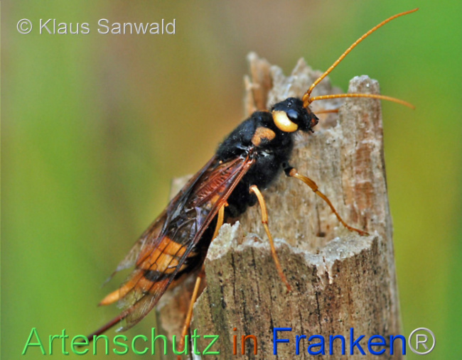 © Artenschutz in Franken® / Klaus Sanwald Bild zum Eintrag (1104976-160)