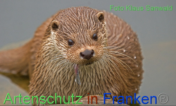 Bild zum Eintrag (1104988-160)