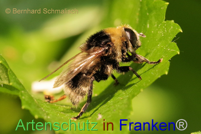 © Artenschutz in Franken® / Bernhard Schmalisch Bild zum Eintrag (1105002-160)
