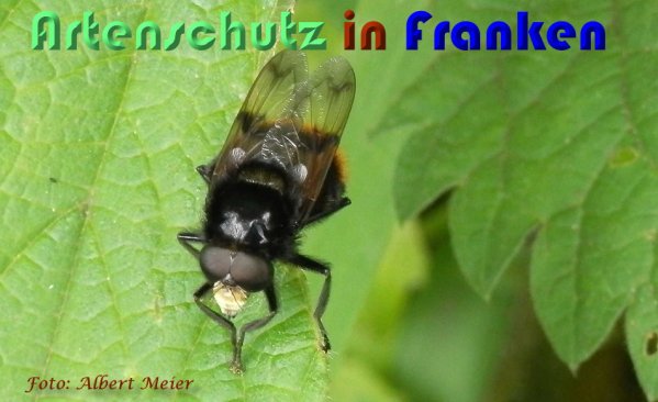 Copyright AiS Albert Meier Bild zum Eintrag (1105003-160)