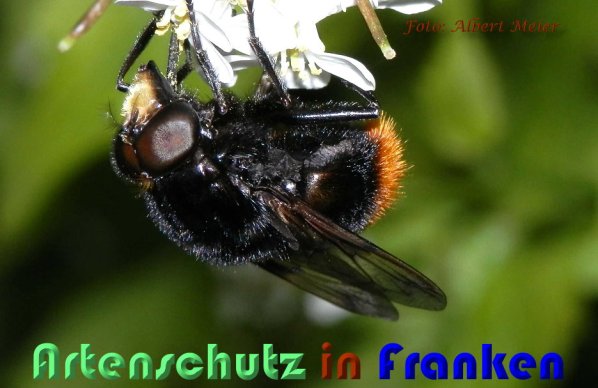 Copyright AiS Albert Meier Bild zum Eintrag (1105004-160)