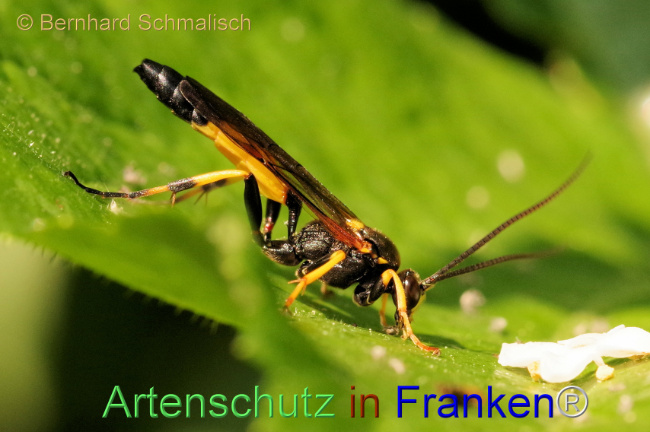 © Artenschutz in Franken® / Bernhard Schmalisch Bild zum Eintrag (1105016-160)