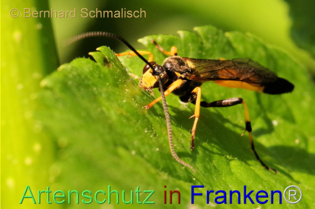 © Artenschutz in Franken® / Bernhard Schmalisch Bild zum Eintrag (1105017-160)