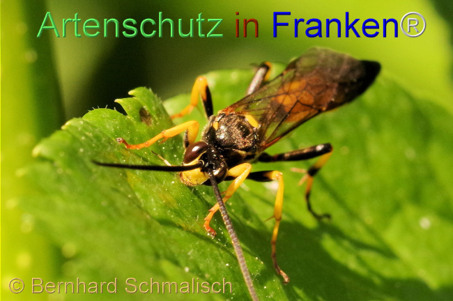 © Artenschutz in Franken® / Bernhard Schmalisch Bild zum Eintrag (1105018-160)