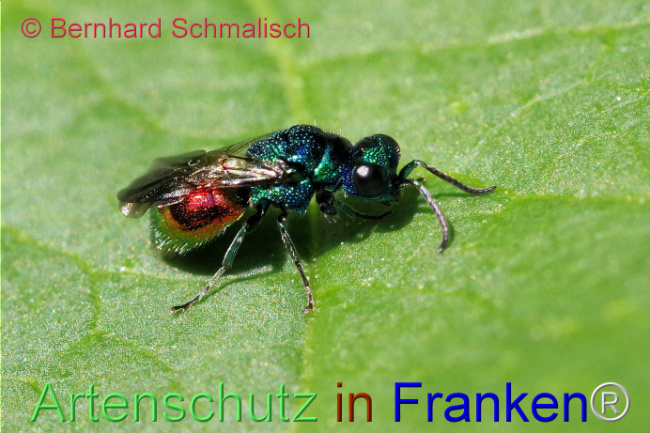 © Artenschutz in Franken® / Bernhard Schmalisch Bild zum Eintrag (1105024-160)