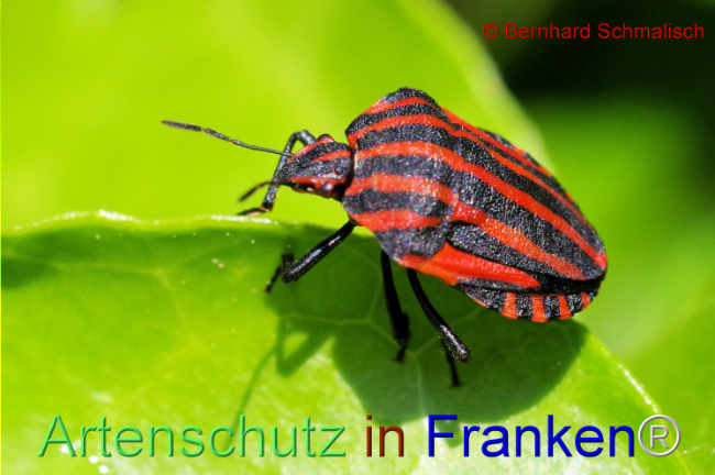 © Artenschutz in Franken® / Bernhard Schmalisch Bild zum Eintrag (1105049-160)